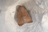 Orthosia cerasi