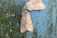Orthosia cruda