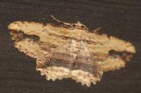 Menophra abruptaria