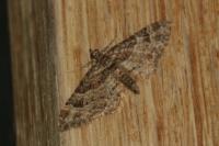 Gymnoscelis rufifasciata