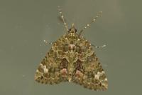 Chloroclysta siterata
