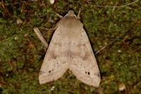Anorthoa munda