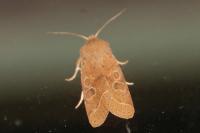 Orthosia cerasi