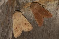 Orthosia cruda