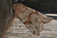 Orthosia incerta