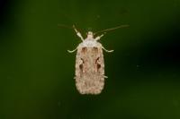 Agonopterix ocellana