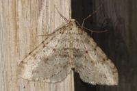 Colostygia multistrigaria multistrigaria
