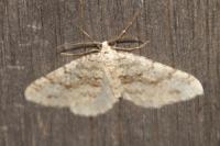 Colostygia multistrigaria multistrigaria