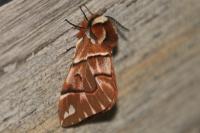 Endromis versicolora