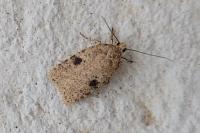 Agonopterix propinquella