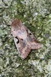 Orthosia gothica