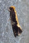 Monopis obviella