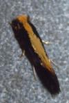Monopis obviella