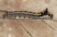 Euthrix potatoria