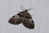 Anticlea derivata