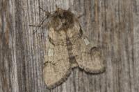 Achlya flavicornis