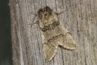 Achlya flavicornis