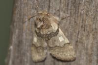 Achlya flavicornis