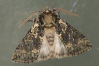 Polyploca ridens