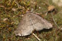 Aleucis distinctata