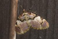 Anticlea derivata