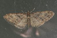 Eupithecia abbreviata