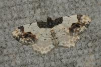 Ligdia adustata