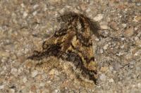 Lycia hirtaria