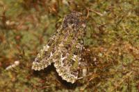 Valeria jaspidea