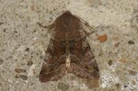 Orthosia incerta