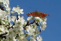 Polygonia c-album