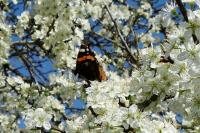 Vanessa atalanta