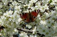 Aglais io