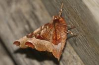 Selenia tetralunaria