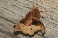 Selenia tetralunaria