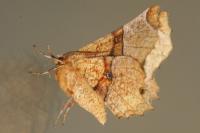 Selenia lunularia