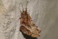 Selenia dentaria