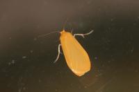 Wittia sororcula