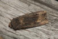 Agrotis ipsilon