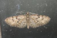Eupithecia dodoneata