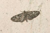 Eupithecia dodoneata