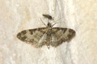 Eupithecia irriguata