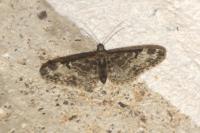 Eupithecia irriguata