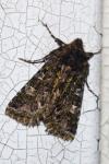 Valeria jaspidea