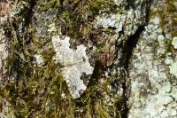 Xanthorhoe fluctuata