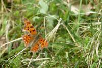 Polygonia c-album