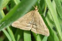 Pyrausta despicata
