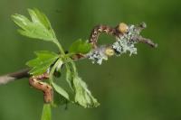 Erannis defoliaria