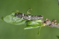 Allophyes oxyacanthae