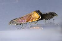 Pammene rhediella